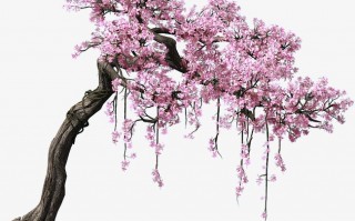 场景树软件下载，场景树图片
